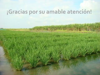 Tolerancia al frio en arroz evaluacion fenotipica