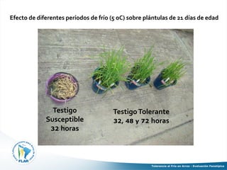 Tolerancia al frio en arroz evaluacion fenotipica