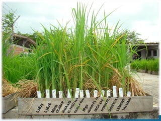 Tolerancia al frio en arroz evaluacion fenotipica