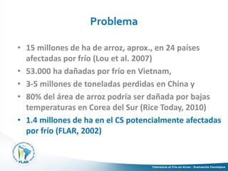 Tolerancia al frio en arroz evaluacion fenotipica