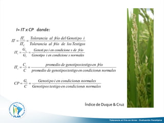 Tolerancia al frio en arroz evaluacion fenotipica