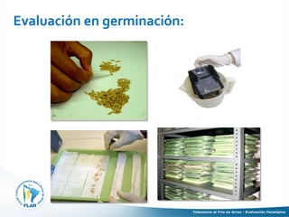 Tolerancia al frio en arroz evaluacion fenotipica