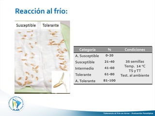 Tolerancia al frio en arroz evaluacion fenotipica