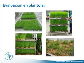 Tolerancia al frio en arroz evaluacion fenotipica