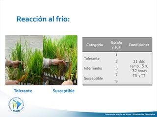Tolerancia al frio en arroz evaluacion fenotipica