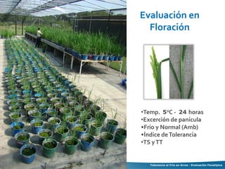 Tolerancia al frio en arroz evaluacion fenotipica