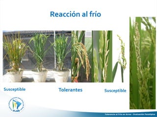 Tolerancia al frio en arroz evaluacion fenotipica