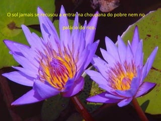 O sol jamais se recusou a entrar na choupana do pobre nem no  palácio do rico. 