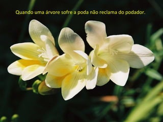 Quando uma árvore sofre a poda não reclama do podador.  