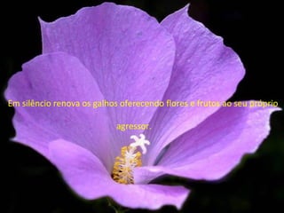 Em silêncio renova os galhos oferecendo flores e frutos ao seu próprio  agressor. 