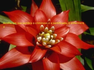 Acolhe em sua sombra o criminoso e o santificado, o enfermo e o  farsante.  