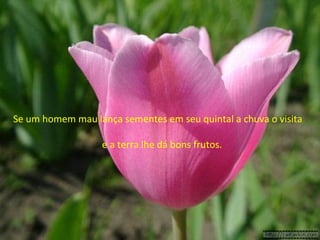 Se um homem mau lança sementes em seu quintal a chuva o visita  e a terra lhe dá bons frutos. 