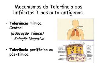 Mecanismos da Tolerância dos linfócitos T aos auto-antígenos. Tolerância Tímica Central  (Educação Tímica) Seleção Negativa Tolerância periférica ou pós-tímica 