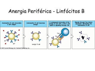 Anergia Periférica - Linfócitos B 