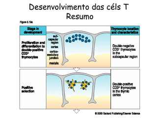 Desenvolvimento das céls T  Resumo 