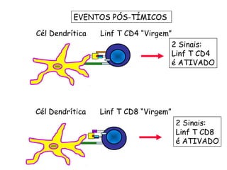 EVENTOS PÓS-TÍMICOS  Cél Dendrítica Linf T CD4 “Virgem” 2 Sinais: Linf T CD4 é ATIVADO Cél Dendrítica Linf T CD8 “Virgem” 2 Sinais: Linf T CD8 é ATIVADO 