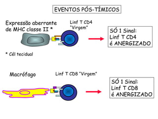 EVENTOS PÓS-TÍMICOS Macrófago Linf T CD8 “Virgem” SÓ 1 Sinal: Linf T CD8 é ANERGIZADO Expressão aberrante  de MHC classe II * * Cél tecidual Linf T CD4 “Virgem” SÓ 1 Sinal: Linf T CD4 é ANERGIZADO 