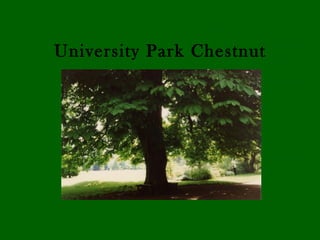 University Park Chestnut
 