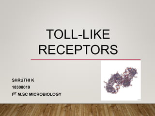 TOLL-LIKE
RECEPTORS
SHRUTHI K
18308019
IST M.SC MICROBIOLOGY
 