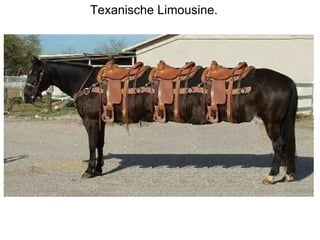 Texanische Limousine. 