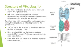 Structure of MHc class 1:-
 The alpha- 1and alpha -2 domains fold to make up a
groove for peptides to bind .
 MHC class1 molecuy bind peptides that are
predominantly 8-10amino acid in length ,but the bindit
of longer peptides have also bee reported.
Function:- class 1MHc molecules bind peptides generated
mainly from degradation of cytosolic proteins by the
proteosomes.
 The function of MHC class 1 is to display intracellular
proteins to cytotoxic T cells.
 However ,class1 MHC can also present peptides
generated from exogeny Proteins ,in aprocess know as
cross-presentation.
 Class 1MHC itself can serves as an inhibitory ligand for
natural killer cells .
 