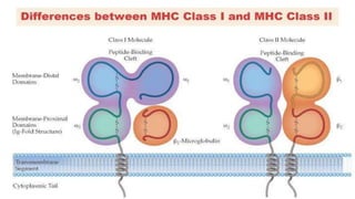 Toll like receptor and MHC