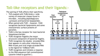 Toll-like receptors and their ligands:-
The pairing of TLRs affects their specificity.
• TLR coupled with TLR6 binds a wide
variety of molecular classes found in
microbes , including peptidoglycans
,zymosans and bacterial lipopeptides .
• When paired with TLR1 , however ,TLR2
recognizes bacterial lipoproteins and some
characteristic surface proteins of
parasites.
• TLR4 is the key receptor for most bacterial
lipopolysaccharides.
• TLR5 recognize flagellin,the major
structural component of bacterial flagella.
• TLR3 recognizes the double –stranded RNA
that appears in cells after infection by
RNA viruses,and viral single-stranded RNA
is the ligand for TLR8and TLR7.
• TLR9 recognizes and initiates a response
to the DNA sequence CpG (unmethylated
cytosine linked to guanine ).
 