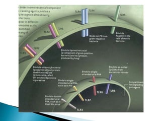 Toll like receptors | PPTX