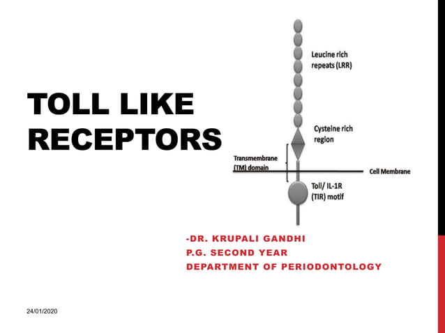 Toll like receptors in periodontology | PPTX | Genetics | Science
