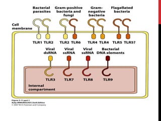 Toll like receptors in periodontology | PPTX