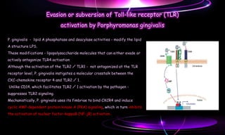 Toll like receptors | PPT