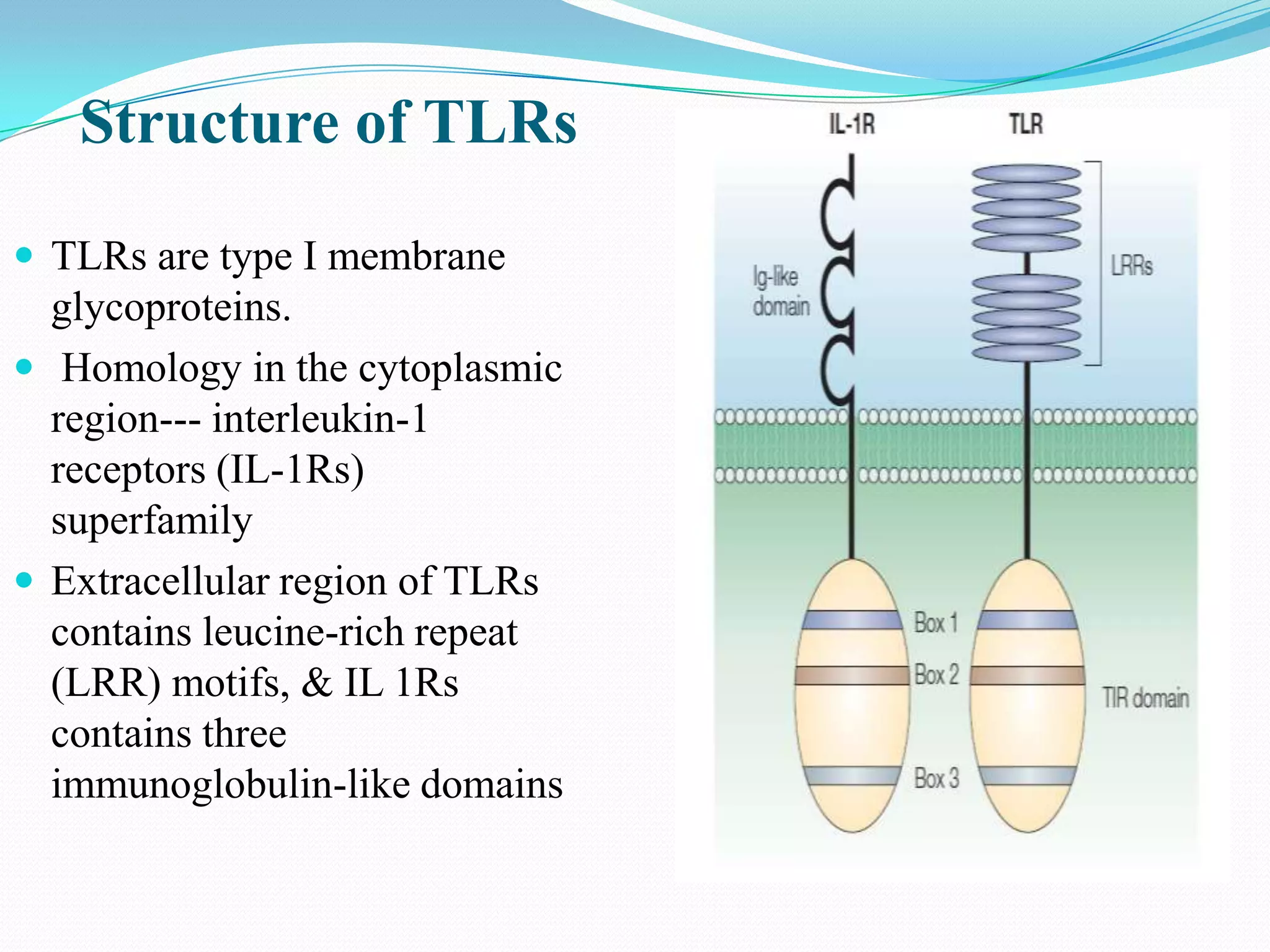 Structure of TLRs
 TLRs are type I membrane
  glycoproteins.
 Homology in the cytoplasmic
  region--- interleukin-1
  receptors (IL-1Rs)
  superfamily
 Extracellular region of TLRs
  contains leucine-rich repeat
  (LRR) motifs, & IL 1Rs
  contains three
  immunoglobulin-like domains
 