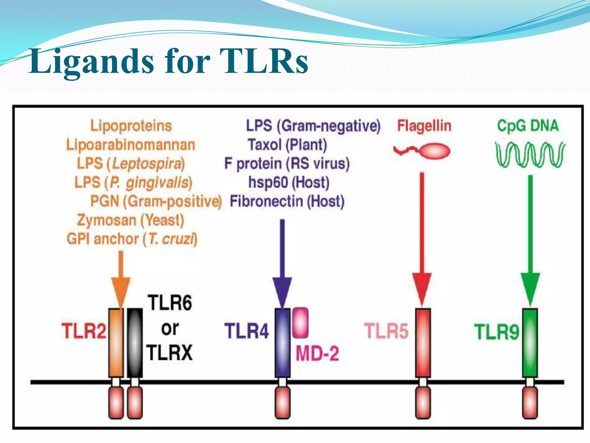 Ligands for TLRs
 