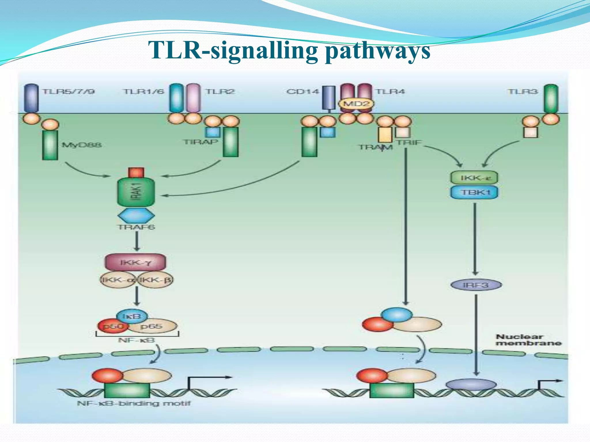 TLR-signalling pathways
 