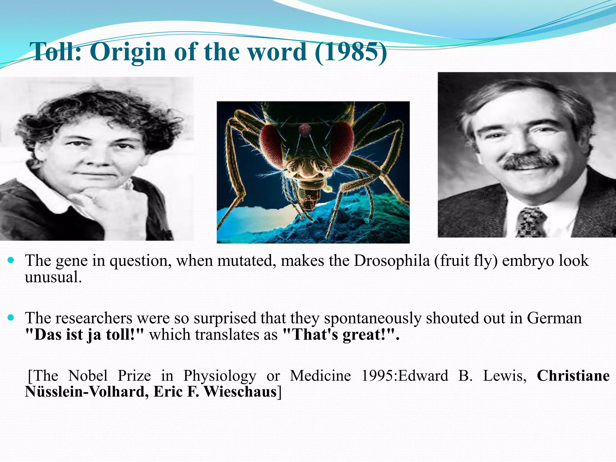 Toll: Origin of the word (1985)




 The gene in question, when mutated, makes the Drosophila (fruit fly) embryo look
  unusual.

 The researchers were so surprised that they spontaneously shouted out in German
  "Das ist ja toll!" which translates as "That's great!".

  [The Nobel Prize in Physiology or Medicine 1995:Edward B. Lewis, Christiane
  Nüsslein-Volhard, Eric F. Wieschaus]
 