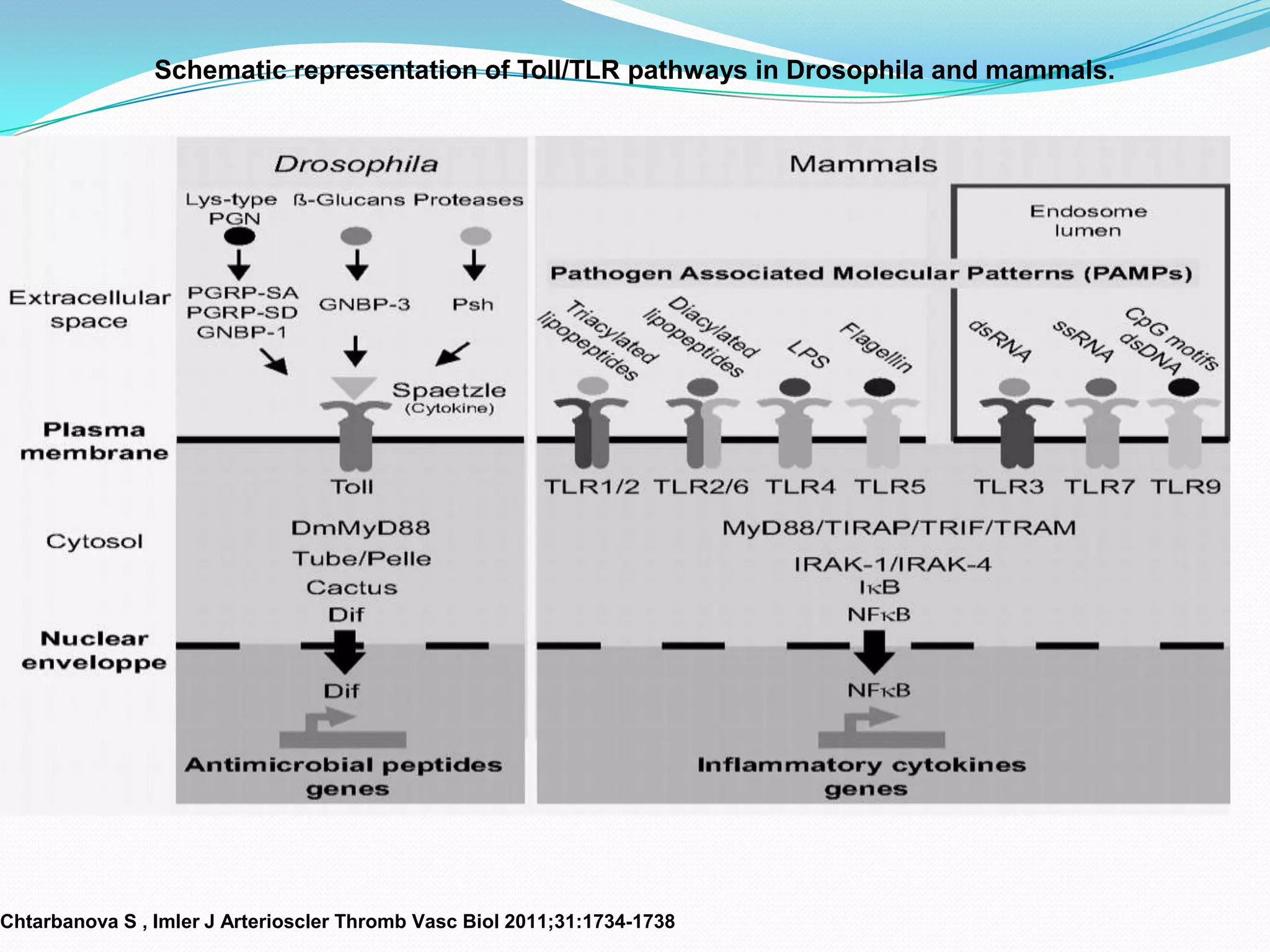 Schematic representation of Toll/TLR pathways in Drosophila and mammals.




Chtarbanova S , Imler J Arterioscler Thromb Vasc Biol 2011;31:1734-1738
 