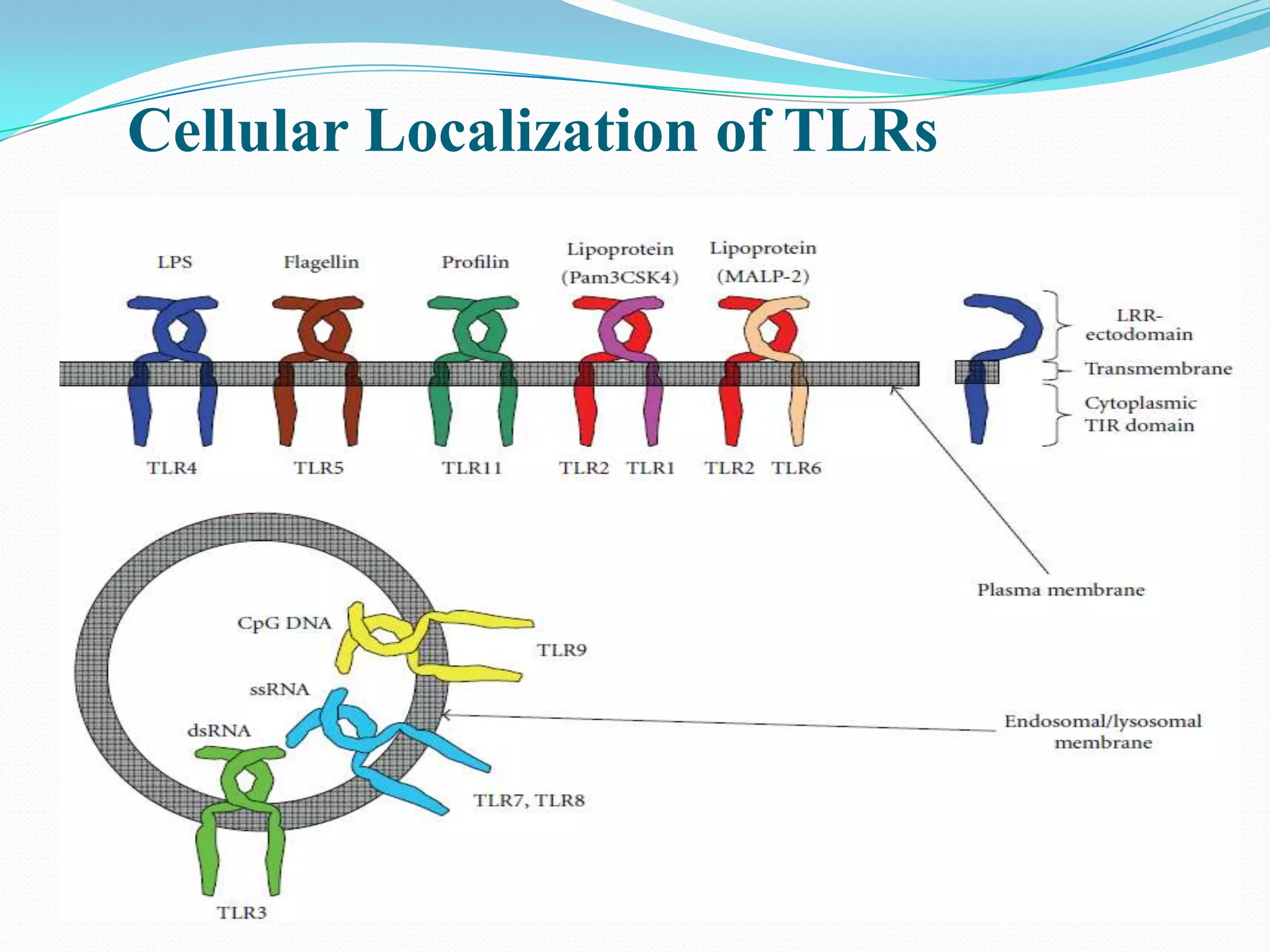 Cellular Localization of TLRs
 