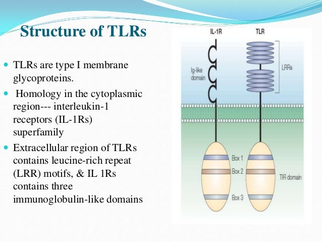 toll like receptors