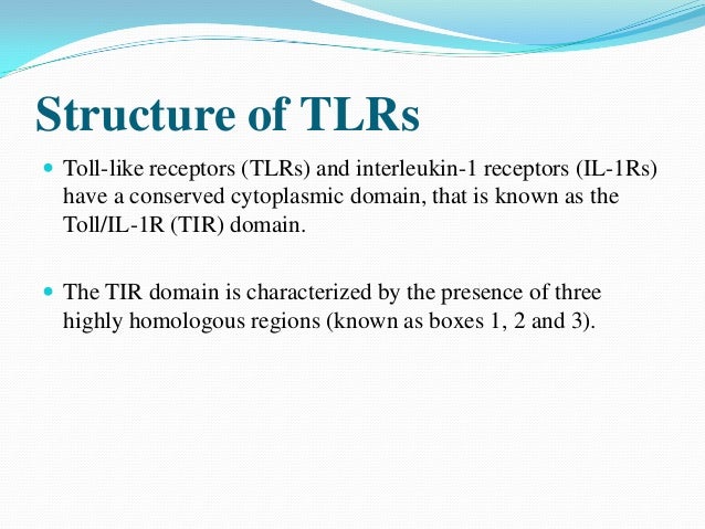 toll like receptors