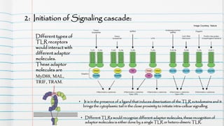 Toll like receptors | PDF