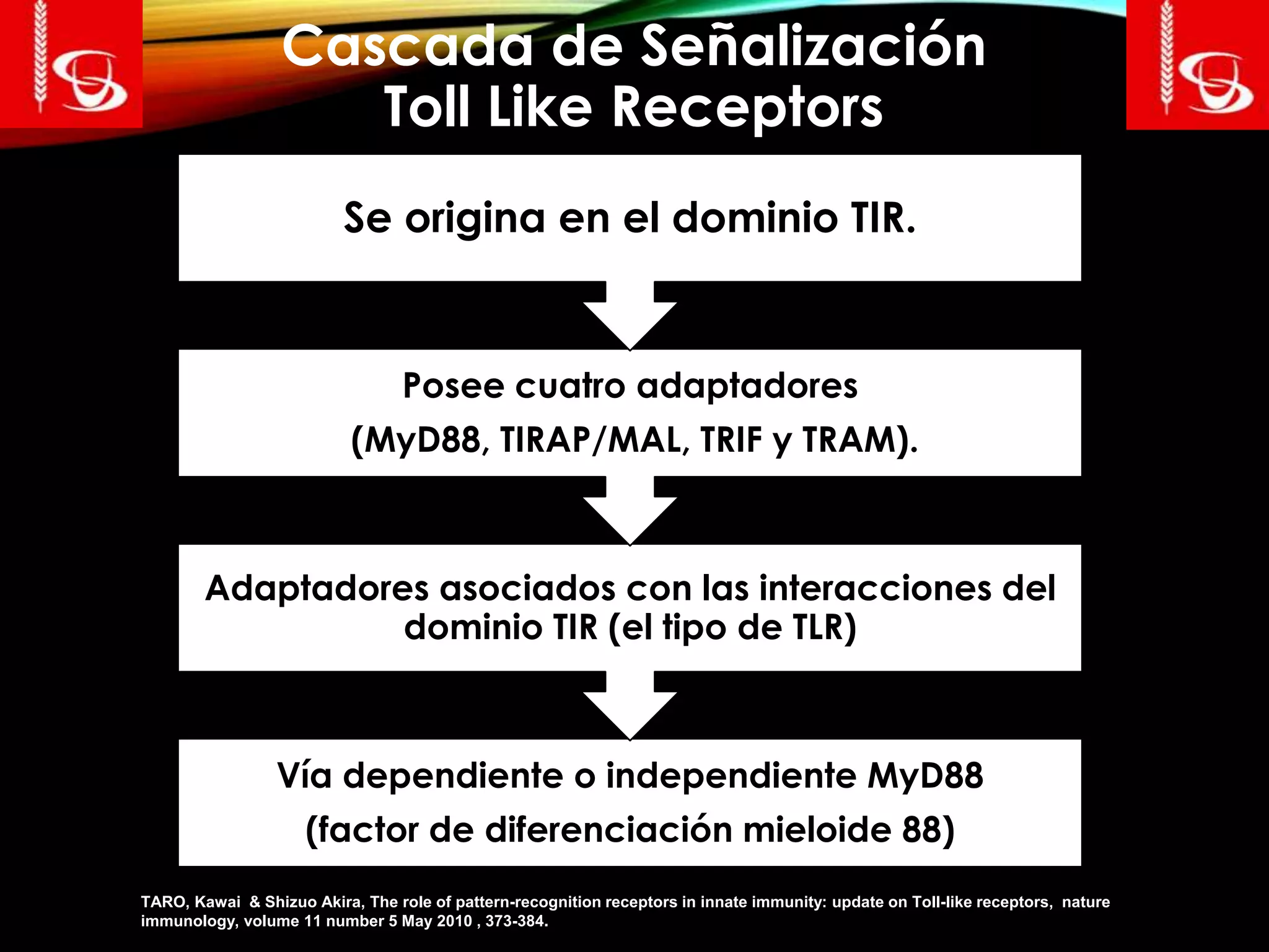 Cascada de Señalización
Toll Like Receptors
Vía dependiente o independiente MyD88
(factor de diferenciación mieloide 88)
Adaptadores asociados con las interacciones del
dominio TIR (el tipo de TLR)
Posee cuatro adaptadores
(MyD88, TIRAP/MAL, TRIF y TRAM).
Se origina en el dominio TIR.
TARO, Kawai & Shizuo Akira, The role of pattern-recognition receptors in innate immunity: update on Toll-like receptors, nature
immunology, volume 11 number 5 May 2010 , 373-384.
 