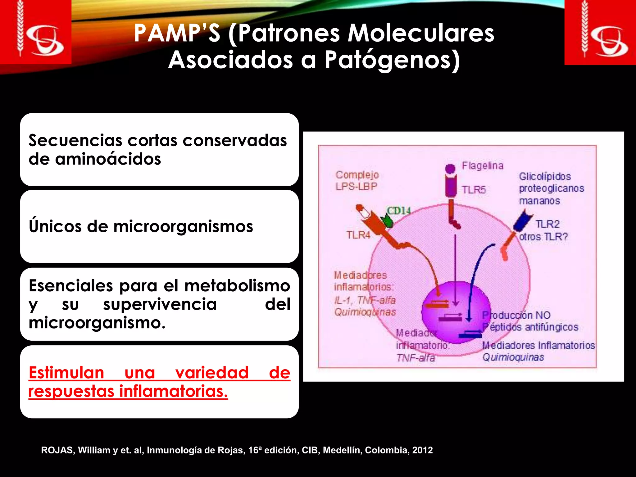 PAMP’S (Patrones Moleculares
Asociados a Patógenos)
Secuencias cortas conservadas
de aminoácidos
Únicos de microorganismos
Esenciales para el metabolismo
y su supervivencia del
microorganismo.
Estimulan una variedad de
respuestas inflamatorias.
ROJAS, William y et. al, Inmunología de Rojas, 16ª edición, CIB, Medellín, Colombia, 2012
 