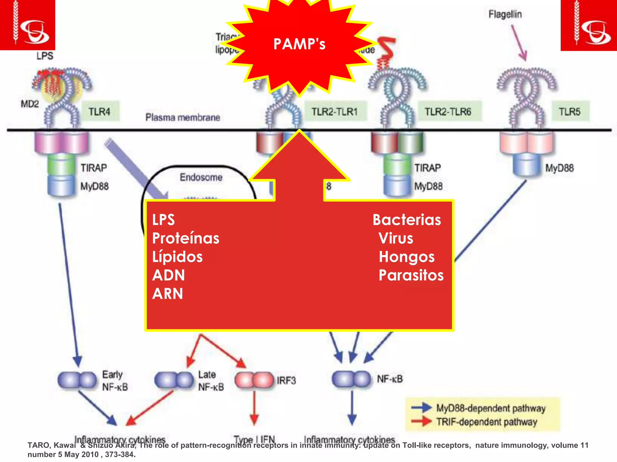 PAMP's
TARO, Kawai & Shizuo Akira, The role of pattern-recognition receptors in innate immunity: update on Toll-like receptors, nature immunology, volume 11
number 5 May 2010 , 373-384.
LPS Bacterias
Proteínas Virus
Lípidos Hongos
ADN Parasitos
ARN
 