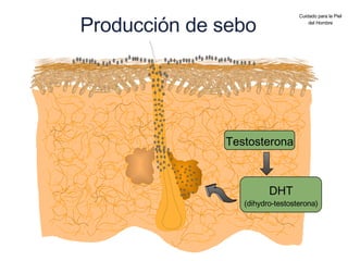 Producción de sebo Cuidado para la Piel del Hombre Testosterona DHT (dihydro-testosterona) 