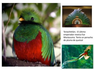 Tenochtitlán.- El último
emperador mexica fue
Moctezuma. Tenía un penacho
de pluma de quetzal
 