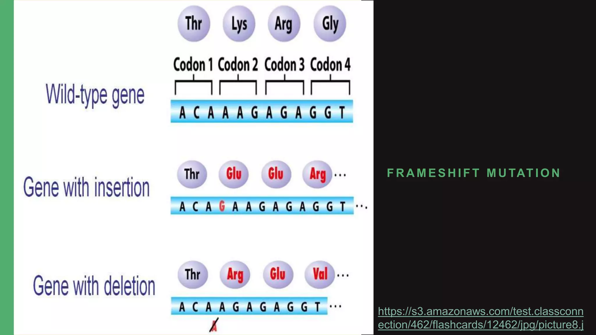 Types of Mutation Frameshift, Reversion and Spontaneous PPT