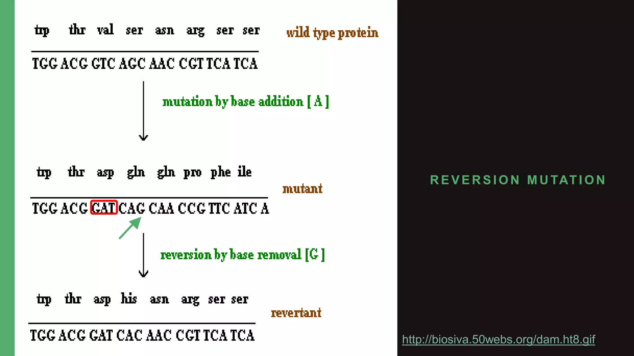 Types of Mutation :- Frameshift, Reversion and Spontaneous | PPTX