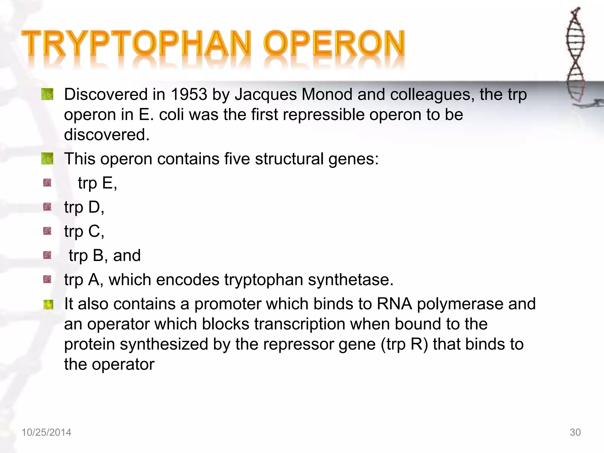 Discovered in 1953 by Jacques Monod and colleagues, the trp 
operon in E. coli was the first repressible operon to be 
discovered. 
This operon contains five structural genes: 
trp E, 
trp D, 
trp C, 
trp B, and 
trp A, which encodes tryptophan synthetase. 
It also contains a promoter which binds to RNA polymerase and 
an operator which blocks transcription when bound to the 
protein synthesized by the repressor gene (trp R) that binds to 
the operator 
10/25/2014 30 
 
