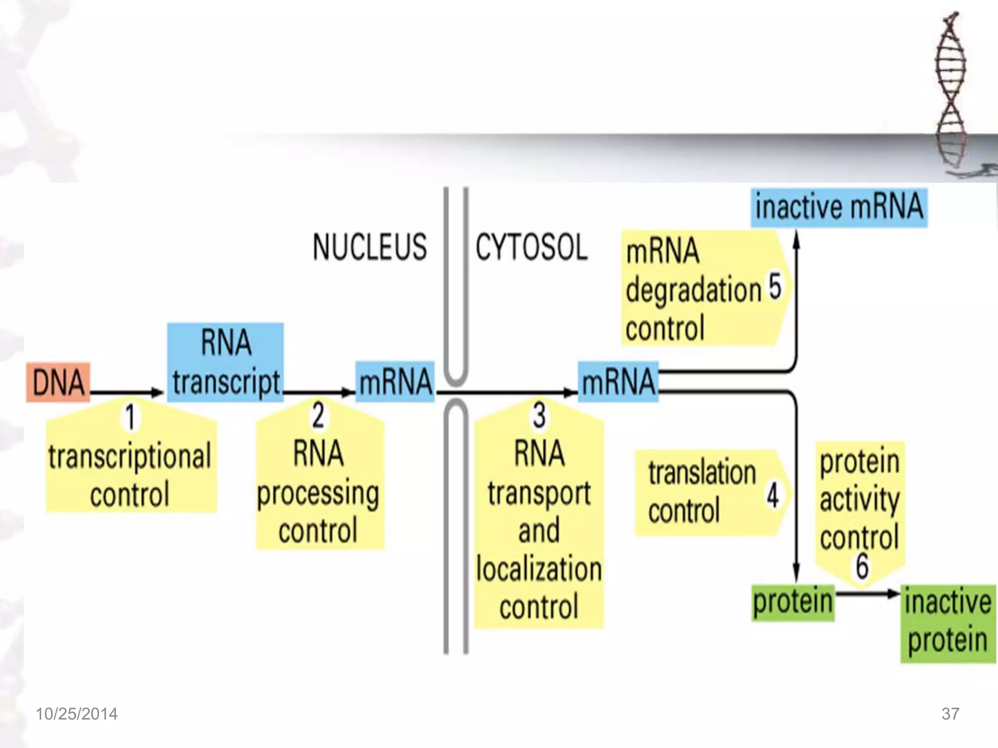 REGULATION OF GENE EXPRESSION IN PROKARYOTES & EUKARYOTES | PPTX