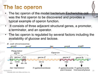 REGULATION OF GENE EXPRESSION IN PROKARYOTES & EUKARYOTES | PPTX